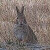 vintagerabbits